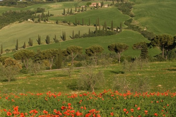 A Writer in Italy is a podcast on life art and food by Michelle Johnston. She is currently writing In the shadow of a Cypress: An Italian Adventure